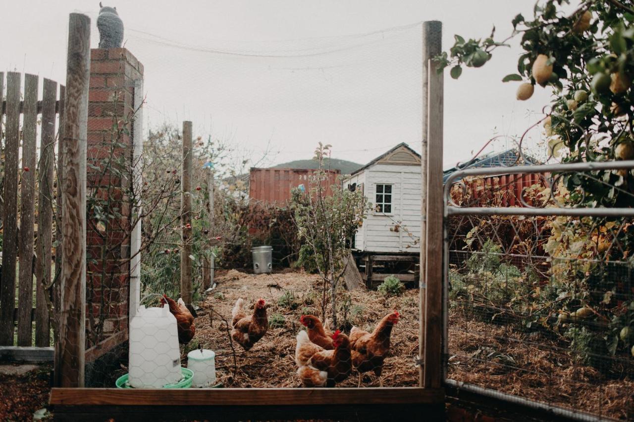 The Allotment Albany - Centrally Located Cottage In Old Albany Esterno foto