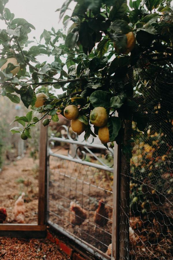 The Allotment Albany - Centrally Located Cottage In Old Albany Esterno foto
